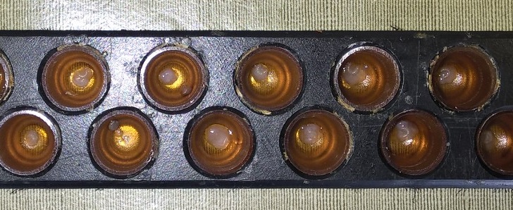 42 larfjes in nicot dopjes